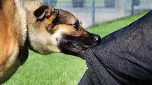 कुत्ते के हमले से बचने के लिए अमेजन के डिलीवरी बॉय ने तीसरी मंजिल से लगाई छलांग, हालत अभी स्थिर कुत्ते के हमले से बचने के लिए अमेजन के डिलीवरी बॉय ने तीसरी मंजिल से लगाई छलांग, हालत अभी स्थिर