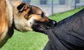 कुत्ते के हमले से बचने के लिए अमेजन के डिलीवरी बॉय ने तीसरी मंजिल से लगाई छलांग, हालत अभी स्थिर