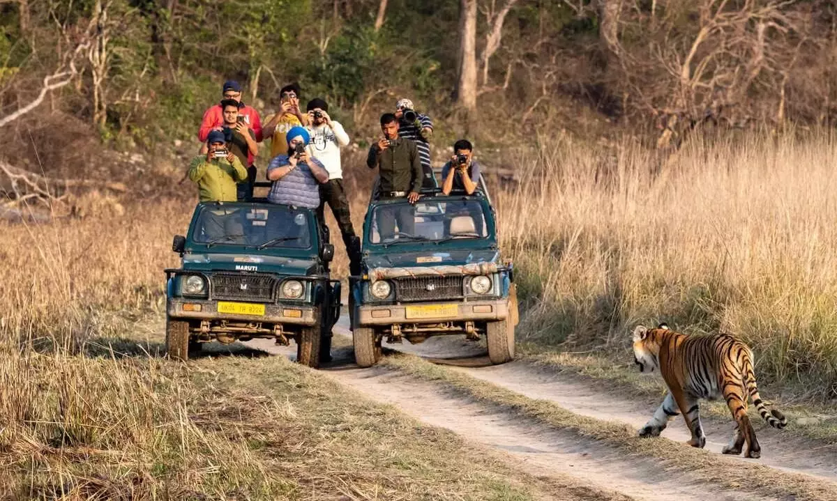 कॉर्बेट टाइगर रिजर्व : शिकारियों द्वारा बाघिन को घायल करने का मामला, प्रमुख सचिव ने दिए जांच के आदेश कॉर्बेट टाइगर रिजर्व : शिकारियों द्वारा बाघिन को घायल करने का मामला, प्रमुख सचिव ने दिए जांच के आदेश