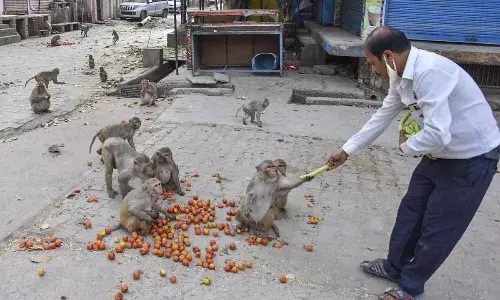 Ramnagar Monkeys: उत्तराखंड के रामनगर में 10 से ज्यादा बंदरों की मौत! वन विभाग जांच में जुटा है