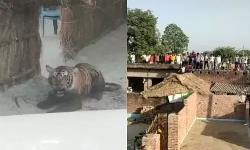 घर में घुसी बाघिन... छतों पर रहे लोग: दहशत में गुजारी रात, 10 घंटे बाद बाहर निकली तो मर गई घर में घुसी बाघिन... छतों पर रहे लोग: दहशत में गुजारी रात, 10 घंटे बाद बाहर निकली तो मर गई