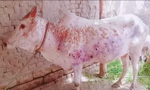 एक बार फिर सिर उठा रहा है लम्पी वायरस , पशुपालकों को सावधान आदेश