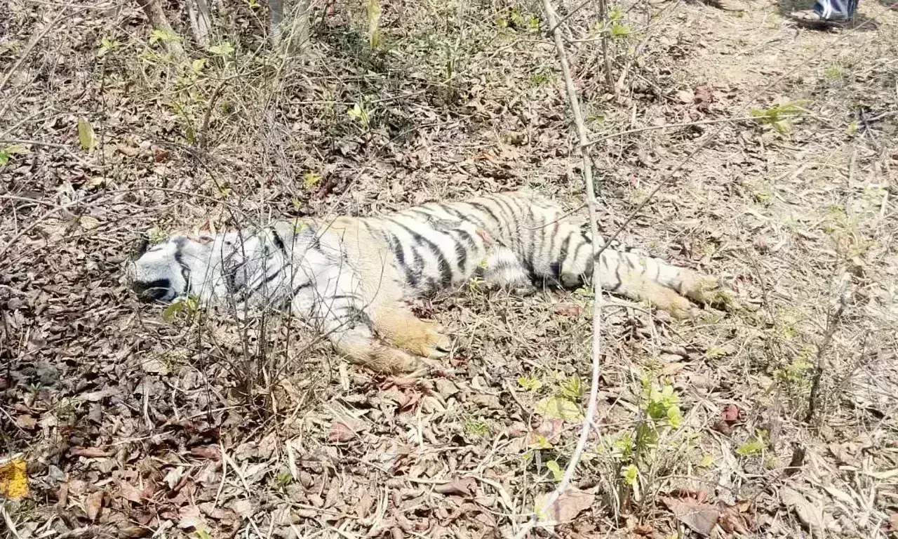 हरिद्वार: राजाजी टाइगर रिजर्व के जंगल में मृत मिली बाघिन, डॉक्टरों ने बताया स्वाभाविक मौत हरिद्वार: राजाजी टाइगर रिजर्व के जंगल में मृत मिली बाघिन, डॉक्टरों ने बताया स्वाभाविक मौत