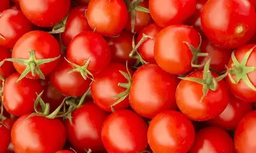 टमाटर की बढ़ी कीमतों पर लगाम लगाने के लिए केंद्र ने बनाई रणनीति; तमिलनाडु में लोगों को मिली कुछ राहत टमाटर की बढ़ी कीमतों पर लगाम लगाने के लिए केंद्र ने बनाई रणनीति; तमिलनाडु में लोगों को मिली कुछ राहत