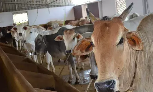 उत्तराखंड में गो तस्करी में सजा का प्रवधान बढ़ाने की तैयारी, इन तीन बिंदुओं पर दिया जोर उत्तराखंड में गो तस्करी में सजा का प्रवधान बढ़ाने की तैयारी, इन तीन बिंदुओं पर दिया जोर