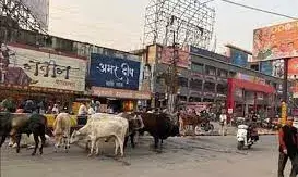 अब बचेगी फसल: खेतों के चारों ओर लगाए जाएंगे करंट वाले तार, पर नहीं होगी पशु की मौत