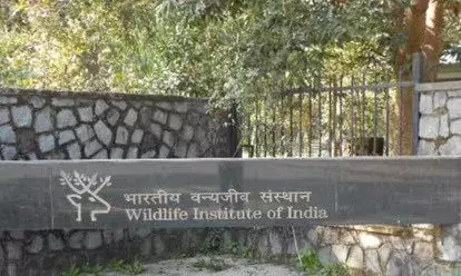 उत्तराखंड: भारतीय वन्यजीव संस्थान देशभर में जुगनूओं की संख्या पर कर रहा नजर, धीरे-धीरे खत्म हो रहे हैं जुगनू