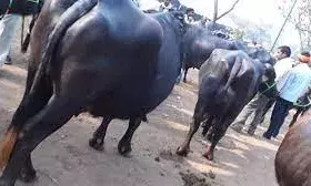 एक तरफ भैंसों की रेहड़ी, दूसरी तरफ मल्टी विटामिन कफ सिरप की पैकिंग; पुलिस ने छापा मारा तो हैरान रह गए एक तरफ भैंसों की रेहड़ी, दूसरी तरफ मल्टी विटामिन कफ सिरप की पैकिंग; पुलिस ने छापा मारा तो हैरान रह गए