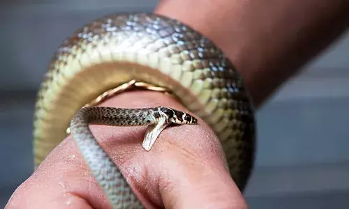 तो क्या हलद्वानी के कारोबारी की मौत सांप से कटवाने से हुई? उत्तराखंड में पहला केस; पढ़िए चौंकाने वाले तथ्य