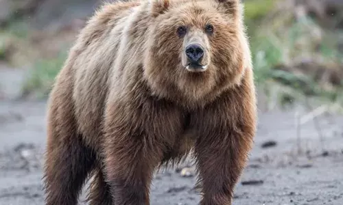 उत्तराखंड: पहली बार तस्वीरों में कैद हुए हिमालयी भेड़िये, हिम तेंदुआ, भूरा भालू और उड़ने वाली गिलहरी