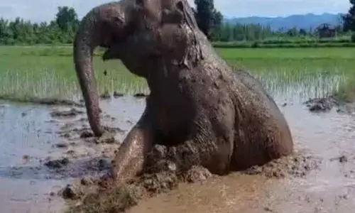 बिजनौर: भागूवाला में दलदल से निकाले गए हाथी की मौत, 16 घंटे की मशक्कत के बाद निकाला गया बाहर