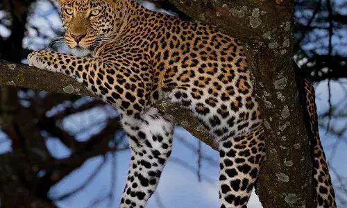 19 महीने बाद लखनऊ में तेंदुआ की फिर दहशत :कुर्सी रोड स्पोर्ट्स कॉलेज की चारदीवारी पर दिखा,