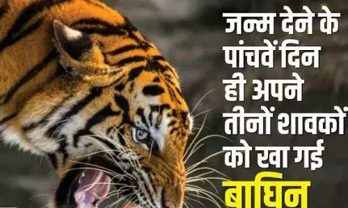 कॉर्बेट टाइगर रिजर्व: जन्म देने के पांचवें दिन बाघिन ने खा लिए अपने तीनों शावक, क्या तनाव है वजह?