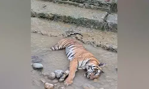 कैसे हुई मौत?:सावल्दे पुल के नीचे मिला बाघ का शव, वन विभाग में मचा हड़कंप