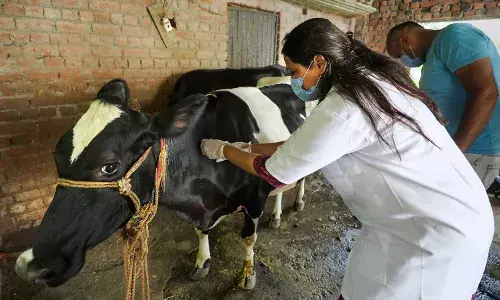 लम्पी वायरस: गांठदार त्वचा रोग के लिए टीकाकरण अभियान का दूसरा चरण 19 अगस्त तक चलेगा, अब तक 60 हजार टीकाकरण पूरे