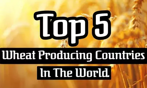 आइये जानते हैं शीर्ष 5 गेहूं उत्पादक देश कौन हैं? आइये जानते हैं शीर्ष 5 गेहूं उत्पादक देश कौन हैं?