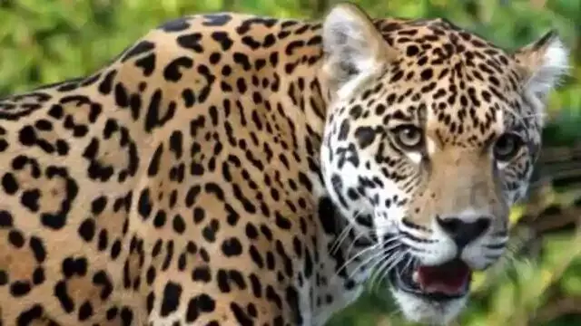 कोटद्वार: चौबट्टाखाल में झुंड में सड़कों पर घूम रहे गुलदार, ग्रामीणों में दहशत; वन विभाग से पिंजरा लगाने की मांग की है कोटद्वार: चौबट्टाखाल में झुंड में सड़कों पर घूम रहे गुलदार, ग्रामीणों में दहशत; वन विभाग से पिंजरा लगाने की मांग की है