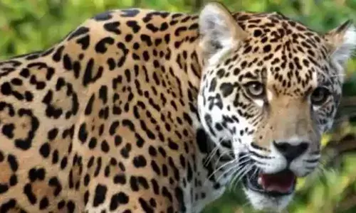 कोटद्वार: चौबट्टाखाल में झुंड में सड़कों पर घूम रहे गुलदार, ग्रामीणों में दहशत; वन विभाग से पिंजरा लगाने की मांग की है