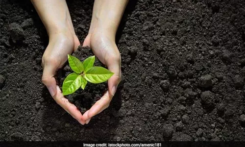 नोएडा भर में लगाए जाएंगे 195300 पौधे नोएडा भर में लगाए जाएंगे 195300 पौधे