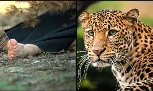 रुद्रप्रयाग: पौधारोपण कर रही महिलाओं पर गुलदार ने किया हमला, भगदड़, एक महिला लहूलुहान, लोगों में दहशत