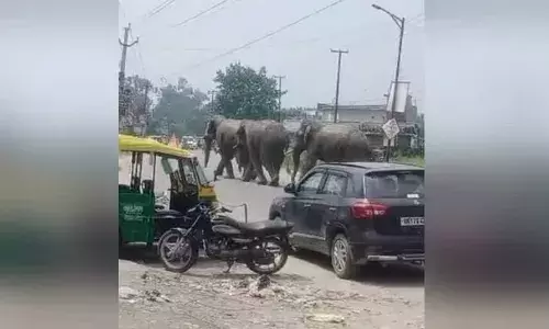 हरिद्वार: अचानक हाईवे पर आ गए तीन हाथी, राहगीरों में मची दहशत, वाहन छोड़कर भागे लोग