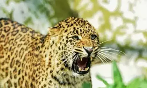 पिथौरागढ News: कुसौली गांव में एक साथ दिखे तीन गुलदार, वन विभाग की टीम पहुंची गांव