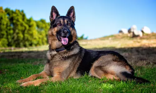 गाजियाबाद में रेबीज से गई बच्चे की जान, विशेषज्ञ से जानिए कुत्ते के काटने पर सबसे पहले क्या करें?