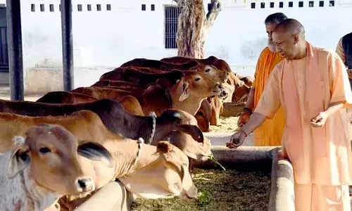 UP News: मुख्यमंत्री योगी का गौ सेवकों को तोहफा, अब प्रति गाय 50 रुपये देगी सरकार UP News: मुख्यमंत्री योगी का गौ सेवकों को तोहफा, अब प्रति गाय 50 रुपये देगी सरकार