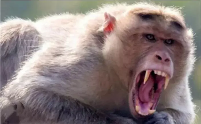 इस जिले में बंदरो का आतंक सीएम धामी को भेजा ज्ञापन, पढ़े? इस जिले में बंदरो का आतंक सीएम धामी को भेजा ज्ञापन, पढ़े?