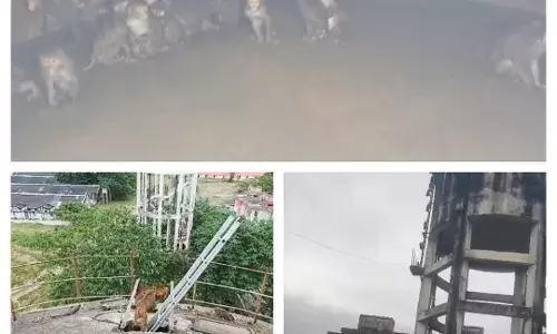 तीस बंदर टंकी के अंदर,  कड़ी मशक्कत के बाद बाहर निकले बंदर