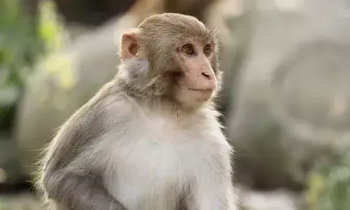 क्रूरता की हदें पार: जहर देकर मारे 15 बंदर, फिर जंगल में फेंक आया...बेजुबानों के साथ दिल दहला देने वाला सुलूक