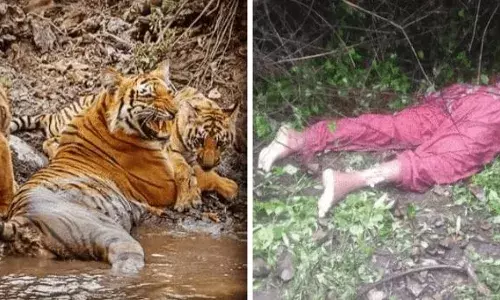 उत्तराखंड जिले से फिर एक बाघ के  हमला से मौत उत्तराखंड जिले से फिर एक बाघ के  हमला से मौत