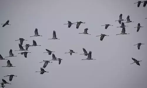 Uttarakhand: राजाजी और कॉर्बेट में शिकारी पक्षियों पर अध्ययन की मिली अनुमति, लगाए जाएंगे सेटेलाइट टैग