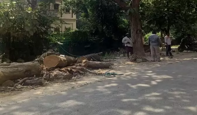 Varanasi: बीएचयू में चंदन के पेड़ चोरी के बाद हरे सागौन की नीलामी, एक लाख 77 हजार में बेचे गए तीन पेड़ Varanasi: बीएचयू में चंदन के पेड़ चोरी के बाद हरे सागौन की नीलामी, एक लाख 77 हजार में बेचे गए तीन पेड़