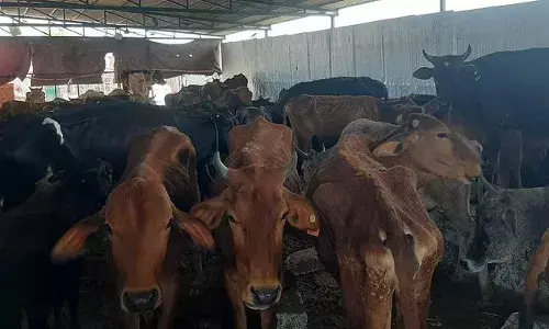 Uttarakhand: अंधेरे में जंगल में गोवंश छोड़ने वालों पर होगी कड़ी कार्रवाई, गोसेवा आयोग ने दिए चालान करने के निर्देश Uttarakhand: अंधेरे में जंगल में गोवंश छोड़ने वालों पर होगी कड़ी कार्रवाई, गोसेवा आयोग ने दिए चालान करने के निर्देश