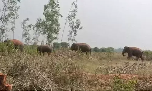 Uttarakhand: आज से खुलेंगे कालागढ़ टाइगर रिजर्व के वतनवासा व पाखरो जोन, पर्यटक कर सकेंगे वन्यजीवों का देख सकेंगे।