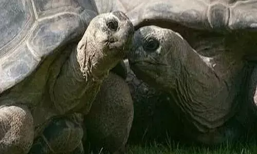 कछुआ तस्करी का गढ़ बना अमेठी: पश्चिम बंगाल में दो सौ का कछुआ हो जाता है एक हजार का, बनती हैं प्रतिबंधित दवाएं कछुआ तस्करी का गढ़ बना अमेठी: पश्चिम बंगाल में दो सौ का कछुआ हो जाता है एक हजार का, बनती हैं प्रतिबंधित दवाएं