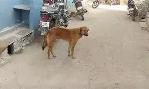 Agra News: पांच साल की मासूम को कुत्तों ने नोचा, गंभीर हालत में अस्पताल में भर्ती