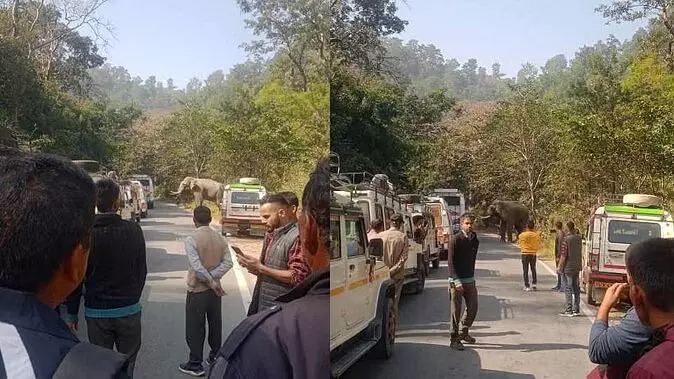 Kotdwar: कोटद्वार पौड़ी नेशनल हाईवे पर आ धमका हाथी, राहगीरों में मची अफरा-तफरी, लगा लंबा जाम Kotdwar: कोटद्वार पौड़ी नेशनल हाईवे पर आ धमका हाथी, राहगीरों में मची अफरा-तफरी, लगा लंबा जाम