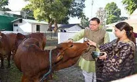 मुख्यमंत्री धामी ने किया गायों का पूजन, प्रदेशवासियों के लिए की सुख-समृद्धि व खुशहाली की कामना मुख्यमंत्री धामी ने किया गायों का पूजन, प्रदेशवासियों के लिए की सुख-समृद्धि व खुशहाली की कामना