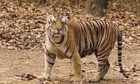 बाघों की मृत्युदर को अप्रत्याशित नहीं मानता वन विभाग, देशभर में इस साल मरे सबसे ज्यादा बाघ बाघों की मृत्युदर को अप्रत्याशित नहीं मानता वन विभाग, देशभर में इस साल मरे सबसे ज्यादा बाघ