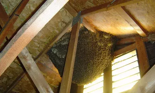 छत्ते को छेड़ना पड़ा भारी: गोरखपुर में बिजली दफ्तर पर मधुमक्खियों का हमला, डंक मारने से एक युवक बेहोश