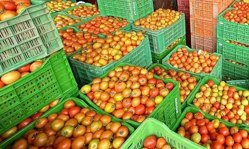 Gorakhpur News: फिर तमतमाया टमाटर...एक माह में 20 से पहुंचा 80 रुपये किलो