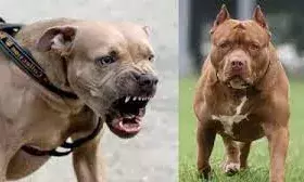 बुलडॉग-पिटबुल जैसी खतरनाक नस्ल के कुत्तों पर लग सकता है प्रतिबंध, केंद्र को तीन माह का अल्टीमेटम