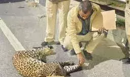 बुराड़ी और मुखमेलपुर में देखा गया तेंदुआ सड़क हादसे का शिकार, अज्ञात वाहन की टक्कर से मौत बुराड़ी और मुखमेलपुर में देखा गया तेंदुआ सड़क हादसे का शिकार, अज्ञात वाहन की टक्कर से मौत