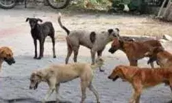आवारा कुत्तों को पकड़ने के लिए डॉग स्क्वॉड बनाने के निर्देश, शहरी विकास निदेशालय ने जारी की एसओपी