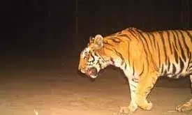 सिंगली गांव में चार साल के बच्चे को आंगन से उठा ले गया बाघ, जंगल से बरामद हुआ शव