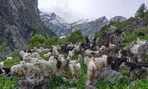 ठंड से बचाव को उच्च हिमालय क्षेत्र से निचले इलाकों में पहुंचे हिमालयन थार, झुंड में कर रहे विचरण