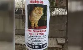 पालतू बिल्ली को ढूंढने पर एक लाख का इनाम, पर्शियन नस्ल की इस कैट की तलाश में दंपती