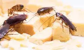 गर्ल्स हॉस्टल में कीड़ों से संक्रमित भोजन को लेकर उस्मानिया यूनिवर्सिटी को विरोध का सामना करना पड़ा, छात्र विरोध पर उतर आए